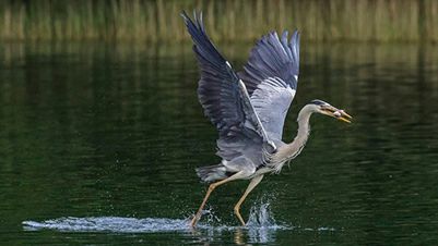 CANON RF 100-500MM F4.5-7.1 L IS USM - Fotografiranje divljih životinja - Ptica koja leti iz vode