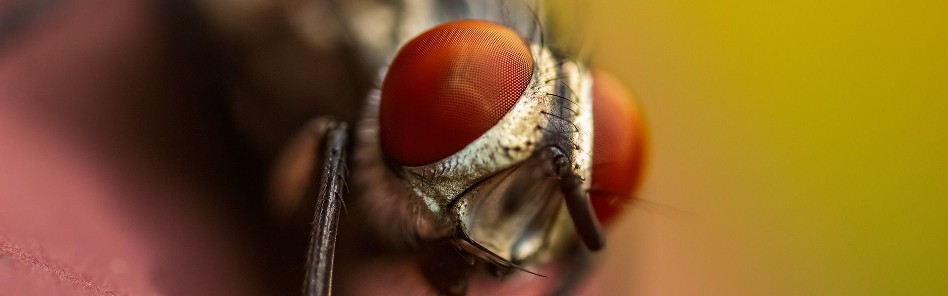 Uvod u makro fotografiju